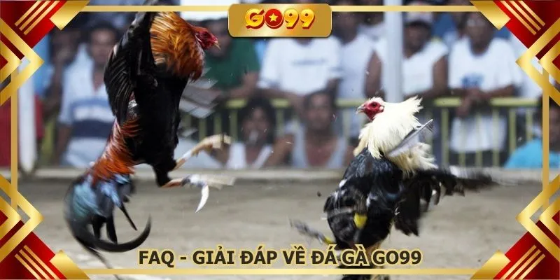 FAQ - Giải đáp thắc mắc liên quan đến đấu kê online