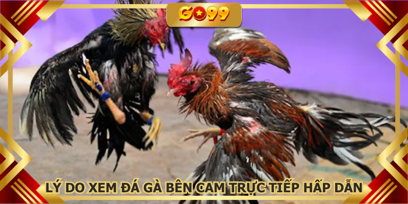 Lý do xem đá gà bên Cam trực tiếp hấp dẫn